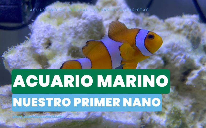 Nuestro primer acuario marino